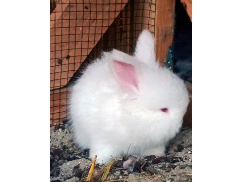 Secerelı angora tavşanları