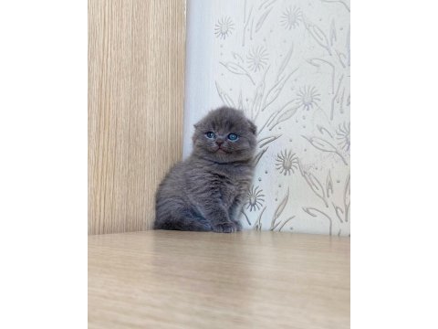 A kalite scottish fold