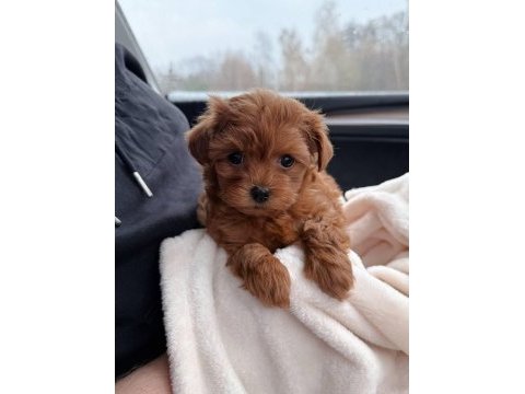 Kore maltipo poodle ayarında