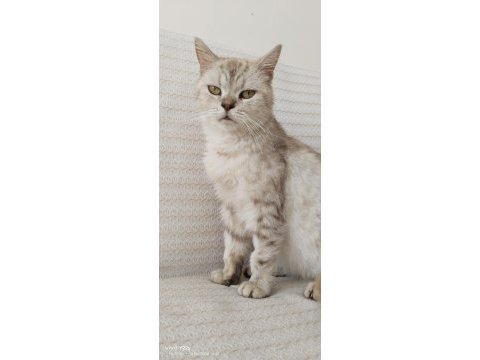 Paşamız maalesef sokağa atılmış çipi çıkmadı