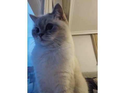 British shorthair dişi