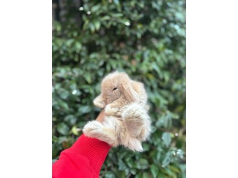 Holanda lop mini lop cuce tavsan yavrulari gonderim var