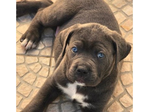 Çiftliğin efsane cane corso yavruları kapıda ödemeli