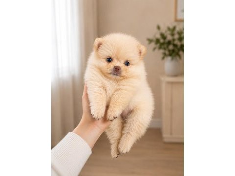 Tea cup pomeranian yavrular 