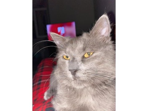 British longhair erkek yakışıklı oğlumuz