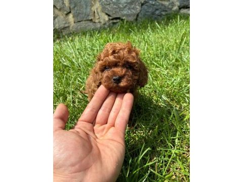 Orjinal ırk ve sağlık garantili poodle