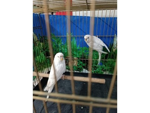 Albino muhabbet kuşu