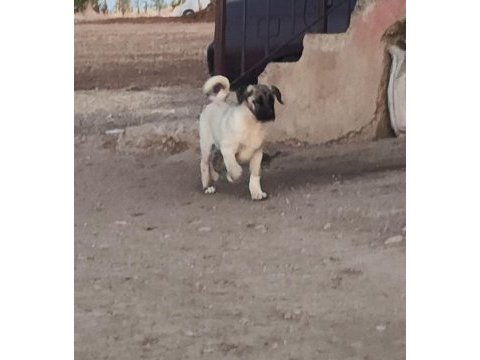 Kangal yavruları