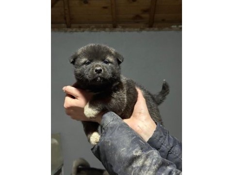 Amerikan akita köpeği