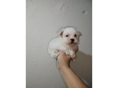 Efsane dişi köpeğimiz