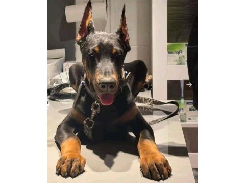 Doberman şecereli best anatomi