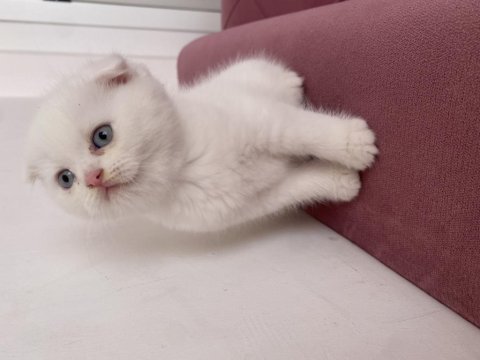 Son kalan scottish fold yavrum 65 günlük uygun