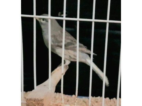 Kanarya açıklamaları okuyalım