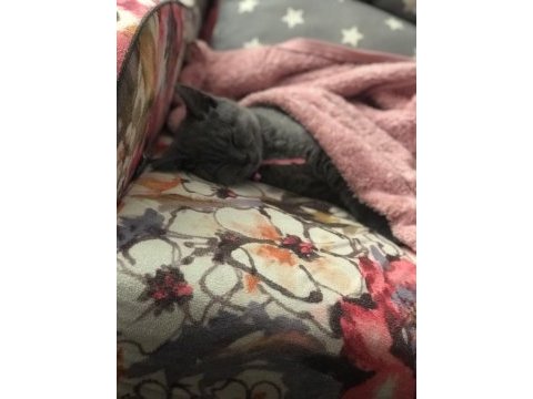 British shorthair mia kızımız