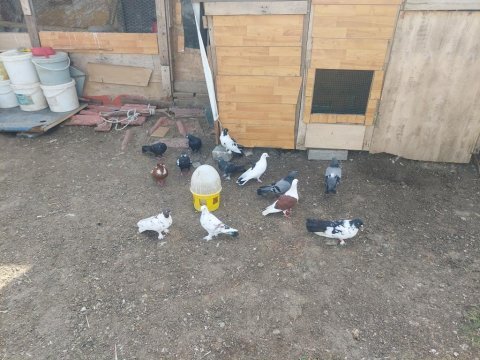 Toplu kelebek posta tip güvercin