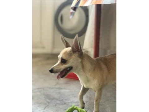 3 yaşında bakımlı chihuahua (çivava)