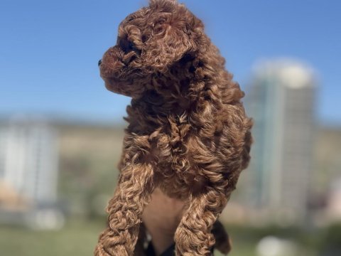 Yasal ruhsatlı çiftlikde ziyarete açık toy poodle