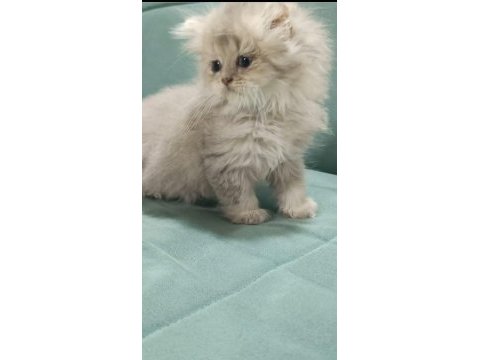 Golden british longhair