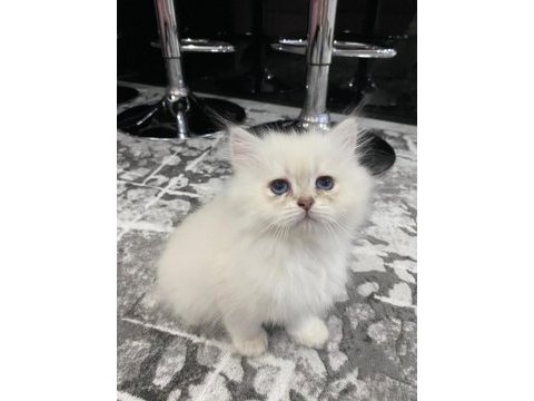 British longhair tüy yumakları yeni ailesini arıyor