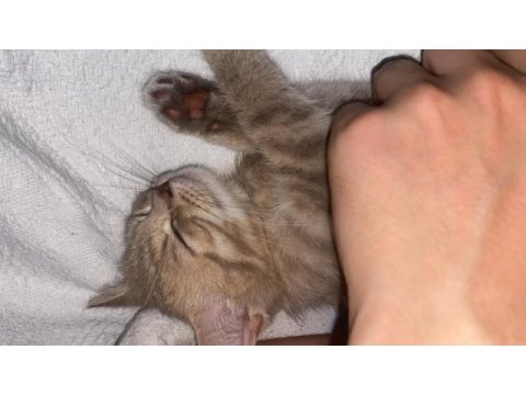 British shorthair 3 aylık