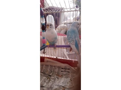 Renk güzeleri muhabbet kuşlar