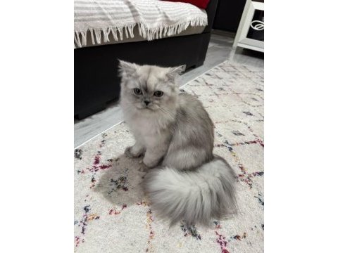 7 aylık british longhair dişi