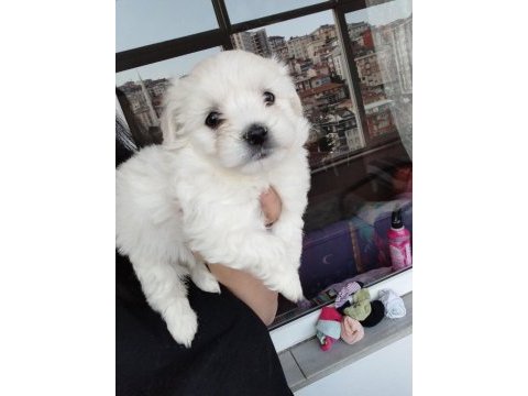 Aşılı maltese terrierler