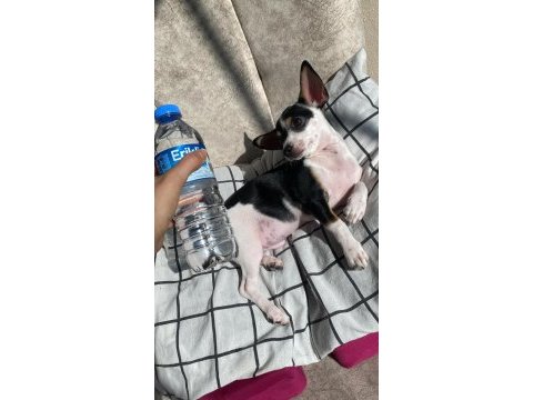 3 aylık erkek chihuahua yavrusu