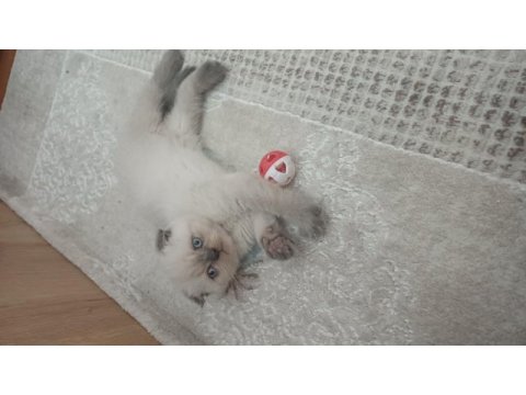 Scottish fold erkek