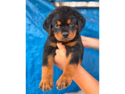 Üst düzey champion rottweiler yavrular