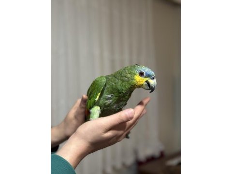 1.5 yaşında amazonika papağanı