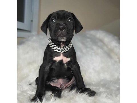 Safkan cane corso yavrularımız
