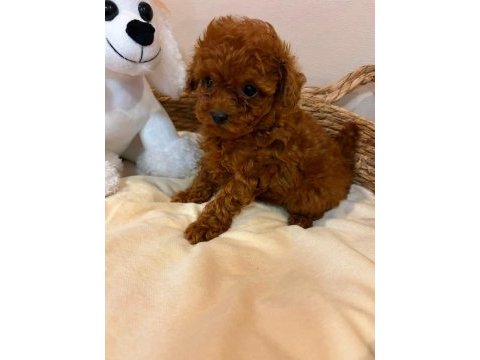 Toy poodle sevimli yavrular