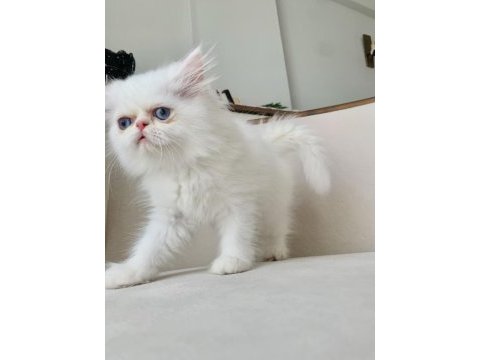 Mavi göz exotic longhair
