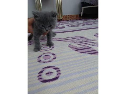 Scottish fold kediler