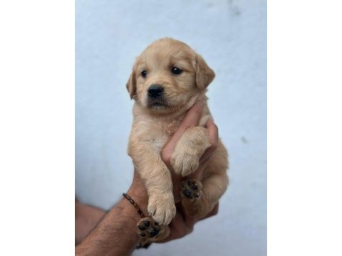 Orjinal golden retriever yavrular için geç kalmayın