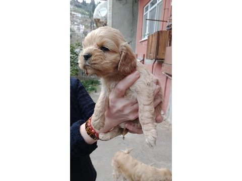Safkan amerikan cocker yavrularım son 1 erkek 1 dişi