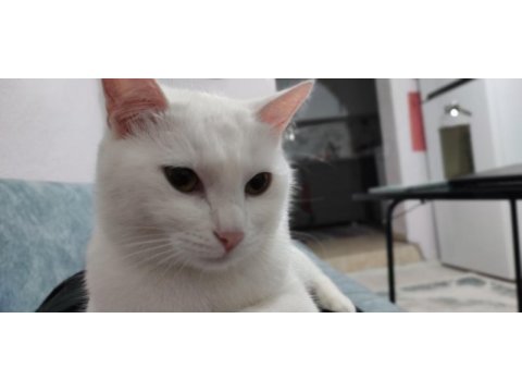 1 yaşında ankara kedisi görüşülür