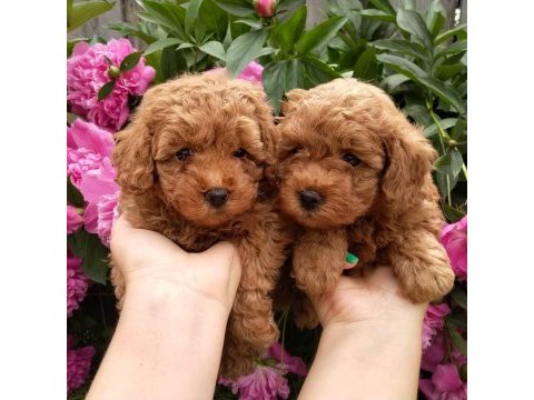 Toy poodle yavruları