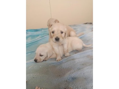 Erkek ve dişi evden anne altından temiz köpekler ücretli