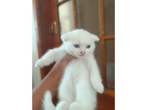 Scottish fold yavrular