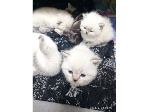 Yavru scottish fold kedisi