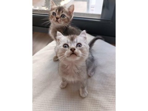 Bıcırların bıcırı british shorthair bebişlere yuva
