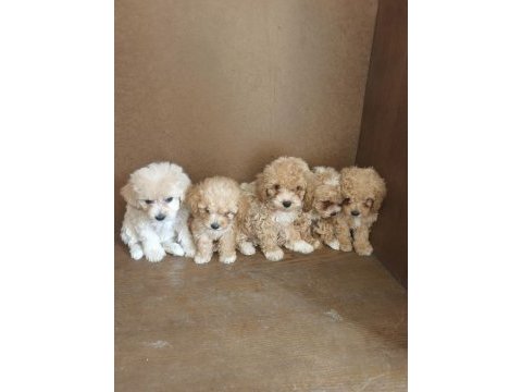 Anne altından maltipoo bebekler
