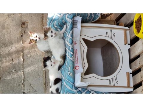 Çok temiz oyuncu yavru kediler