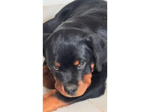Sadık rottweiler yavrular