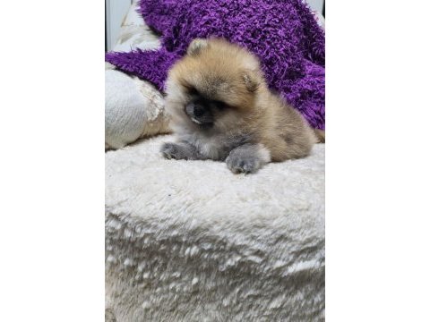 Orjinal ırkının en iyisi muhteşem kürk yapısı pomeranian