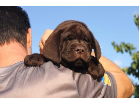 Türkiyenin en özel labrador yavruları 