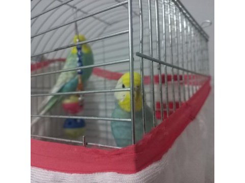 2 adet renk güzeli muhabbet kuşu