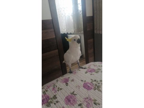 Sülfür kakadu papağanı